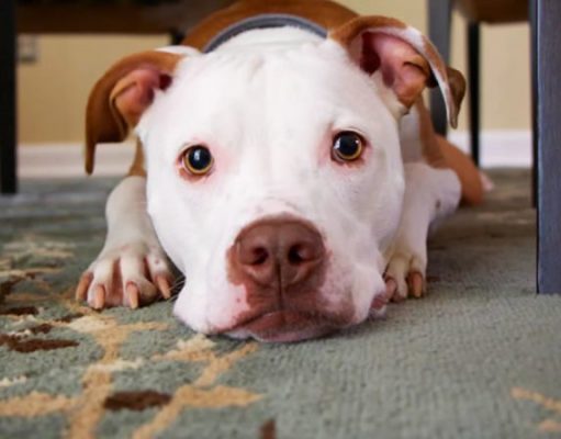 Estudos confirmam que cães reconhecem quem é boa ou má pessoa.