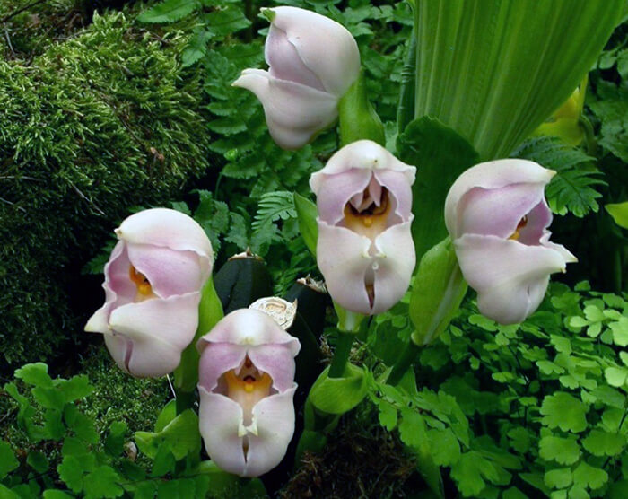 As orquídeas com as formas mais exóticas e raras do mundo - Educadores