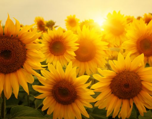 Atraia boas energias com o poder do girassol