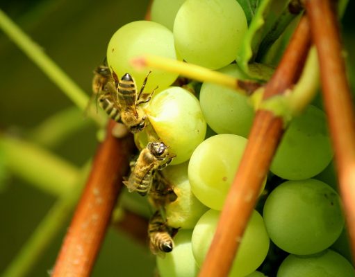 Estudo indica que ataques de insetos tornam frutas e vegetais mais nutritivos