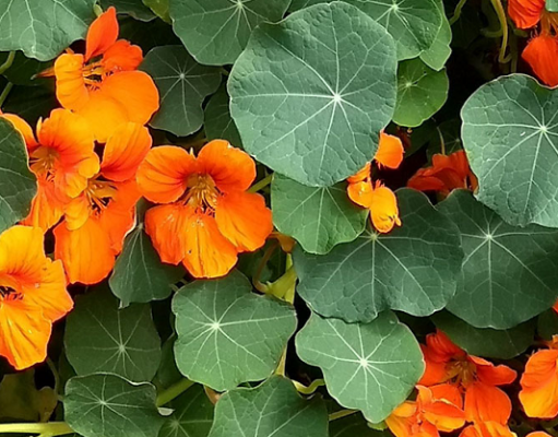 17 PANCS: “matinhos” que alimentam e curam mas são confundidos com ervas daninhas.