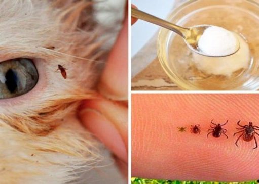Como eliminar pulgas e carrapatados dos seus animais de estimação de maneira natural, sem venenos fortes