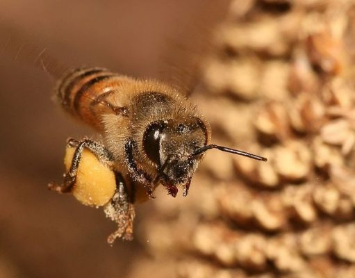 Carta de um apicultor: “As abelhas não são indispensáveis, são sagradas”