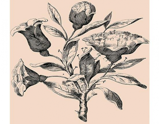 Desafio você: “Encontre rostos entre flores”. Você tem 30 segundos!