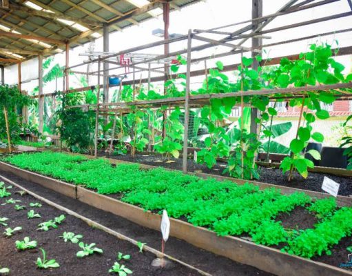 No Pará, hospital cria horta que ganha prêmio nacional