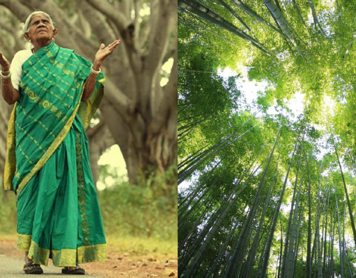 Ela é conhecida como a “mulher da floresta” e plantou quase 10.000 árvores ao longo de 80 anos.